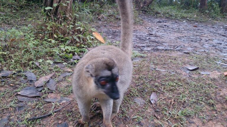 Safari et Nature à Madagascar