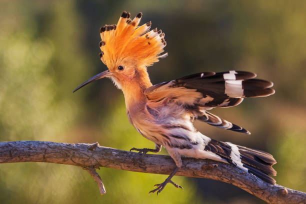 la Huppe de Madagascar: oiseau endémique de l île rouge