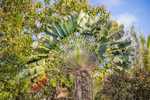 Le Ravinala un des symboles d'espèces endémiques de Madagascar.