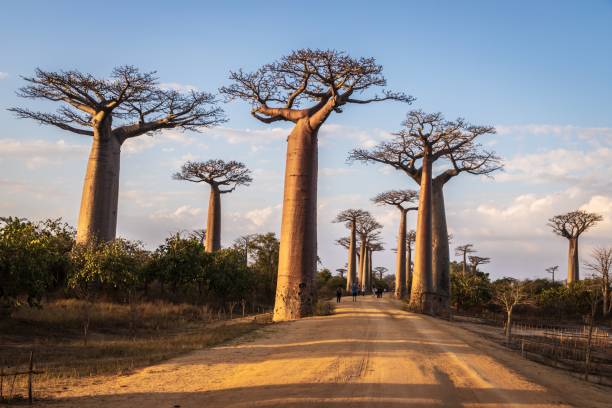 Le baobab « la mer de la forêt » de Madagascar