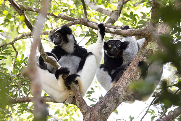 le célèbre Indri Indri d&rsquo;Andasibe